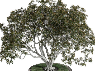 现代花坛景观树木