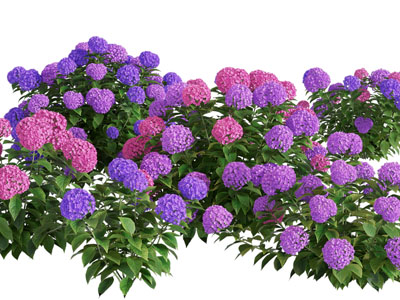 现代绣球花草丛