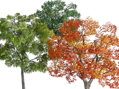 现代红色树叶的大树