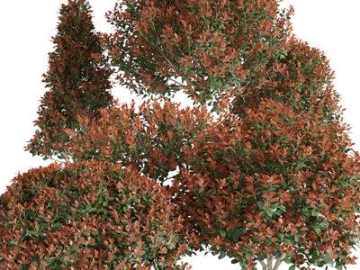 现代长着红色树叶的灌木绿植