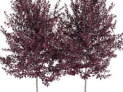 现代紫红色树叶的大树