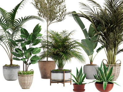 现代水泥、藤编花盆盆栽植物