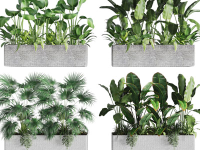 现代长方形花盆盆栽植物