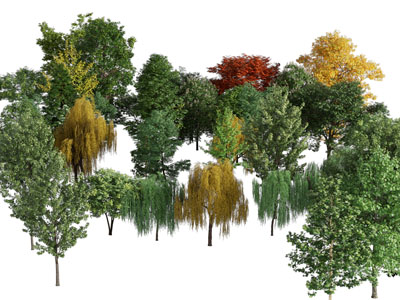 现代柳树、杨树和枫树