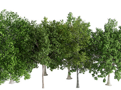 现代景观树木