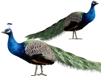 现代孔雀3d模型 现代孔雀