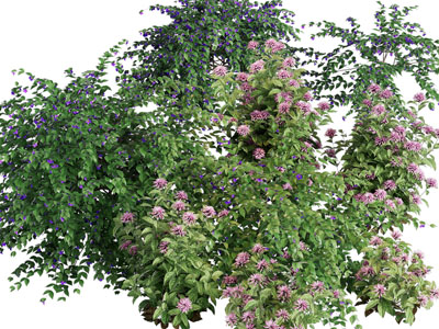 现代开着花朵的花草灌木丛