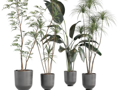 现代水泥花盆盆栽植物