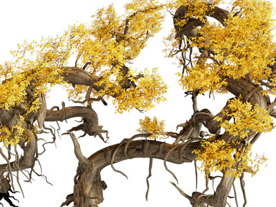 现代长满黄树叶的古树