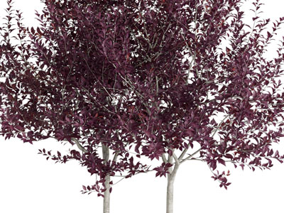 现代长着紫树叶的树木