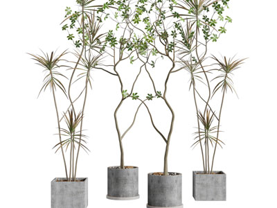 现代水泥方形花盆盆栽植物