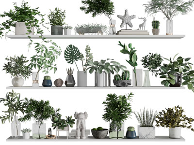 现代花盆盆栽植物