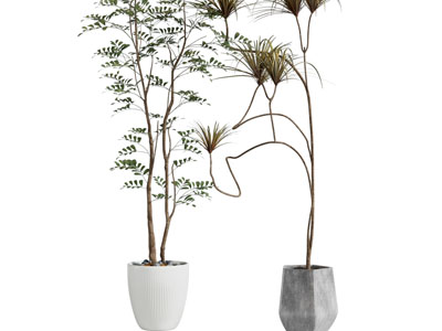 现代花盆树木盆栽植物