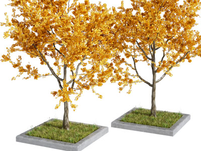 现代秋天黄树叶的景观树木