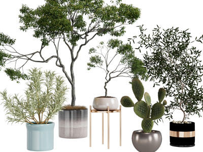 现代花盆盆栽植物