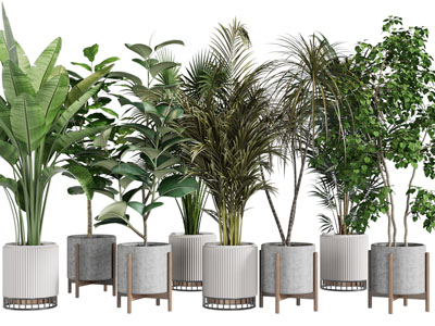 现代花盆盆栽植物