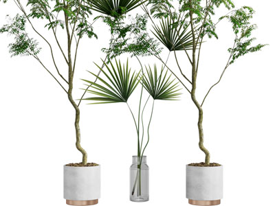 现代花盆树木盆栽植物