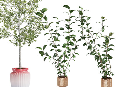 现代花盆盆栽植物