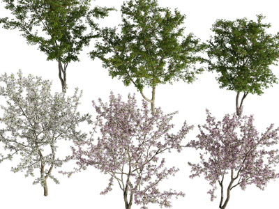 现代开满花朵的景观花树