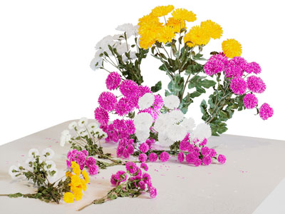 现代盛开的雏菊花卉