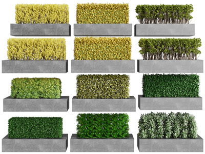 现代水泥花盆盆栽植物