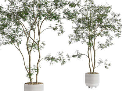 现代树木盆栽植物