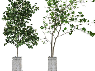 现代水泥方形花盆盆栽植物