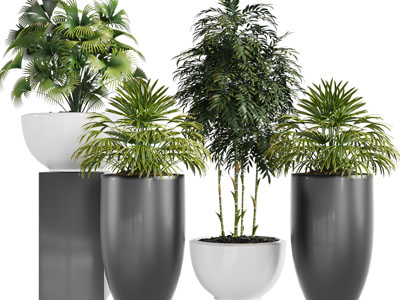 现代大花盆盆栽植物