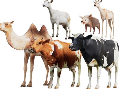 牛、骆驼、猪和山羊爬行动物
