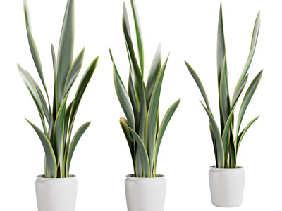 现代虎皮兰盆栽植物