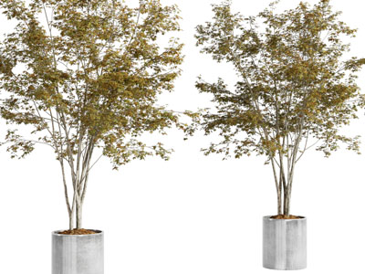 现代水泥花盆盆栽植物