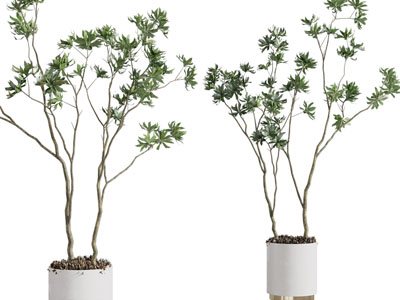 现代树木盆栽植物