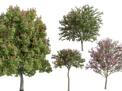 现代开满花朵的景观树木