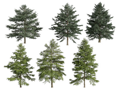 现代茂盛的松树