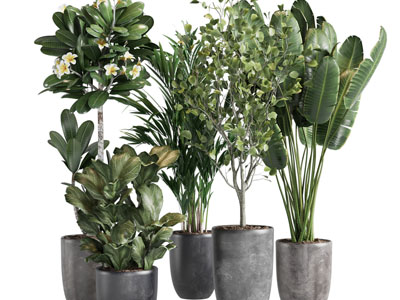 现代水泥质感花盆盆栽植物