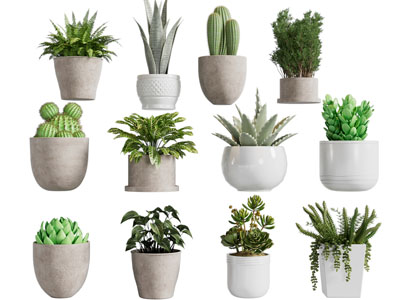 现代多肉盆栽植物