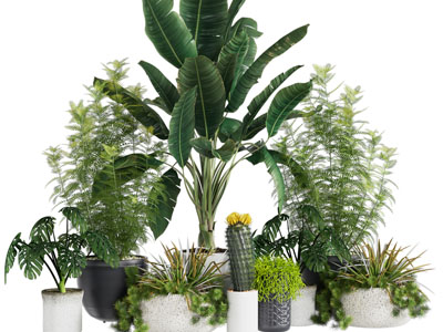 现代花盆盆栽植物