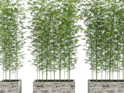 新中式花坛盆栽竹子