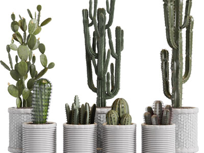 现代仙人掌、仙人球盆栽植物