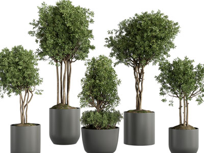 现代水泥花盆盆栽植物