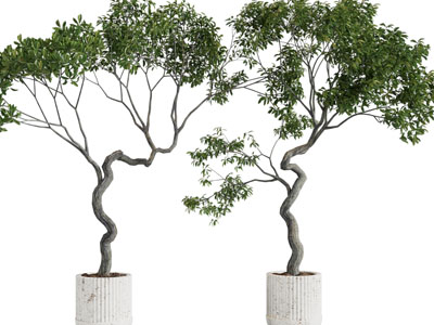 现代树木盆栽植物