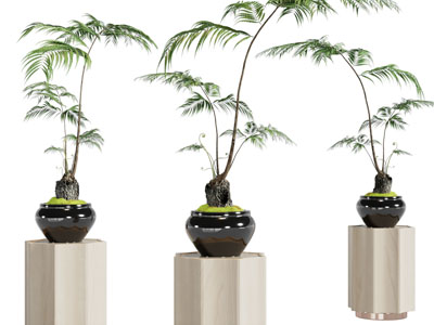 新中式盆景盆栽植物