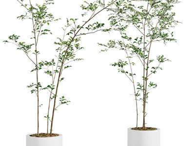 现代花盆盆栽植物