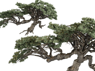 一棵古老的松树