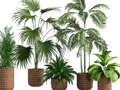 现代藤编花盆盆栽植物