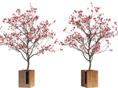 现代方形实木花盆盆栽植物