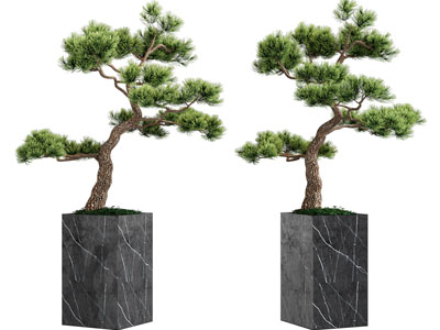 新中式方形花盆松树盆栽植物