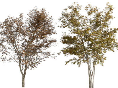 现代两棵秋天的树