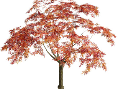 现代红色树叶的枫树