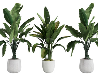 现代花盆盆栽植物